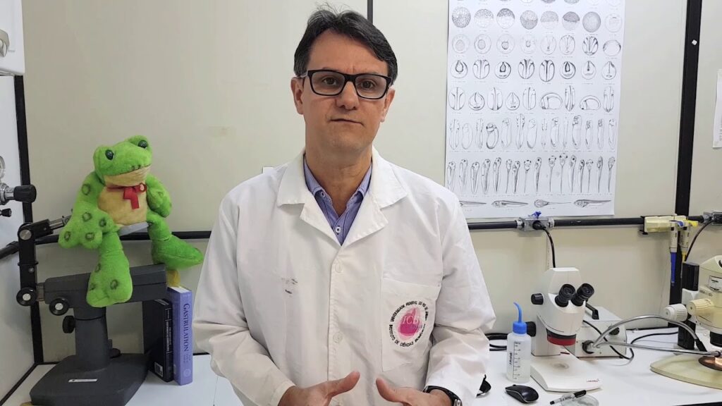 Embriões de rãs na busca por novos compostos contra o câncer colorretal